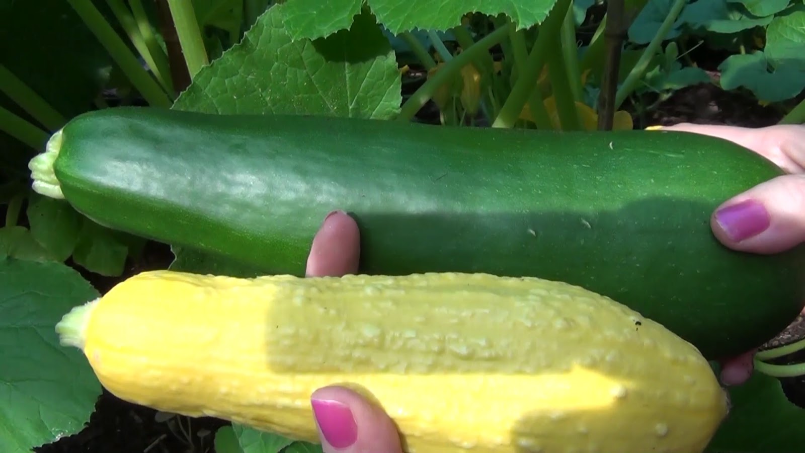 Zucchini Iskander - variety description and growing tips 6 Zucchini Iskander - variety description and growing tips 87