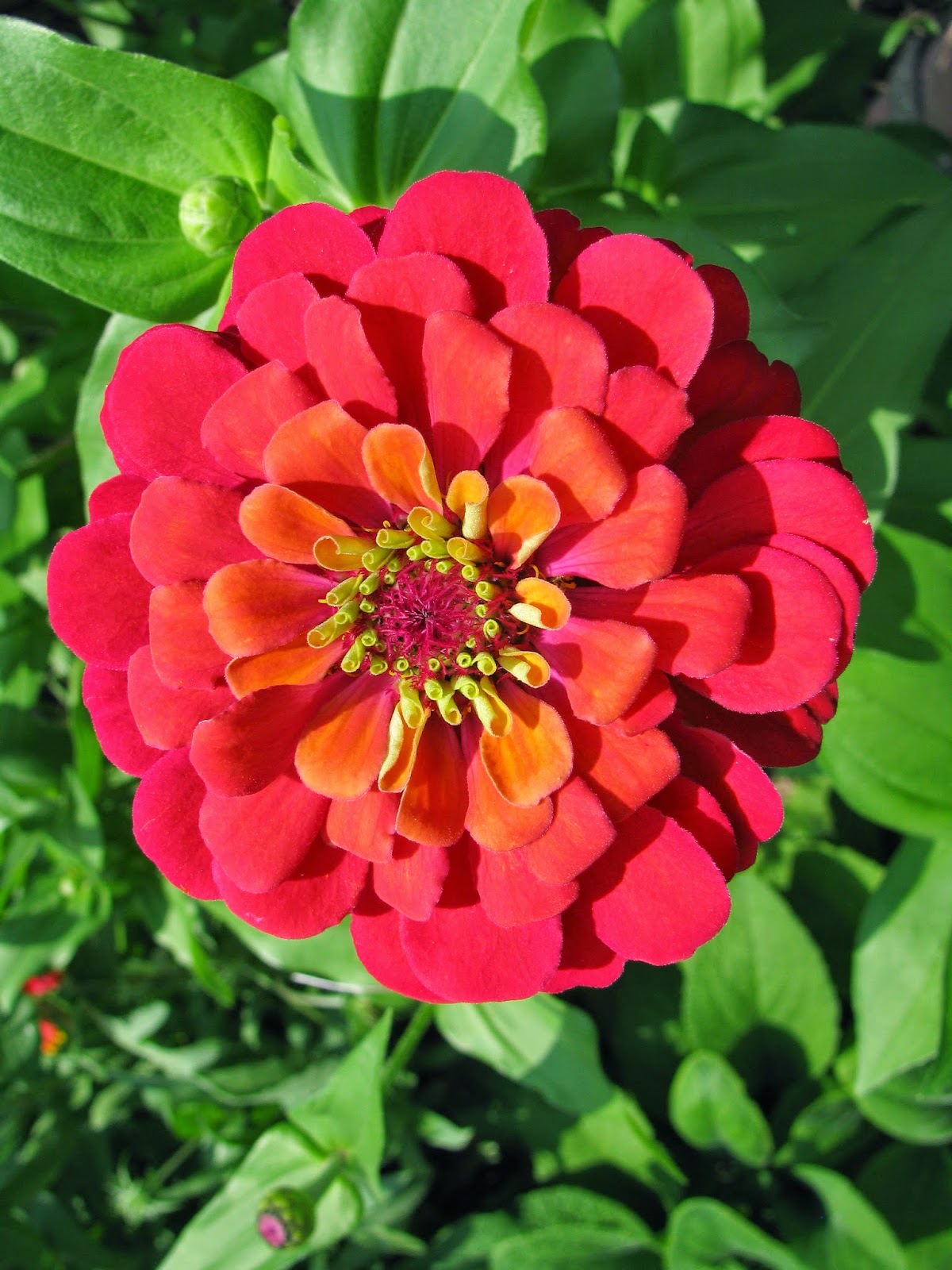 what a desolate place would be a world without a flower it would be a face without a smile a feast without a welcome are not flowers the stars of the what a desolate place would be a world without a flower it would be a face without a smile a feast without a welcome are not flowers the stars of the