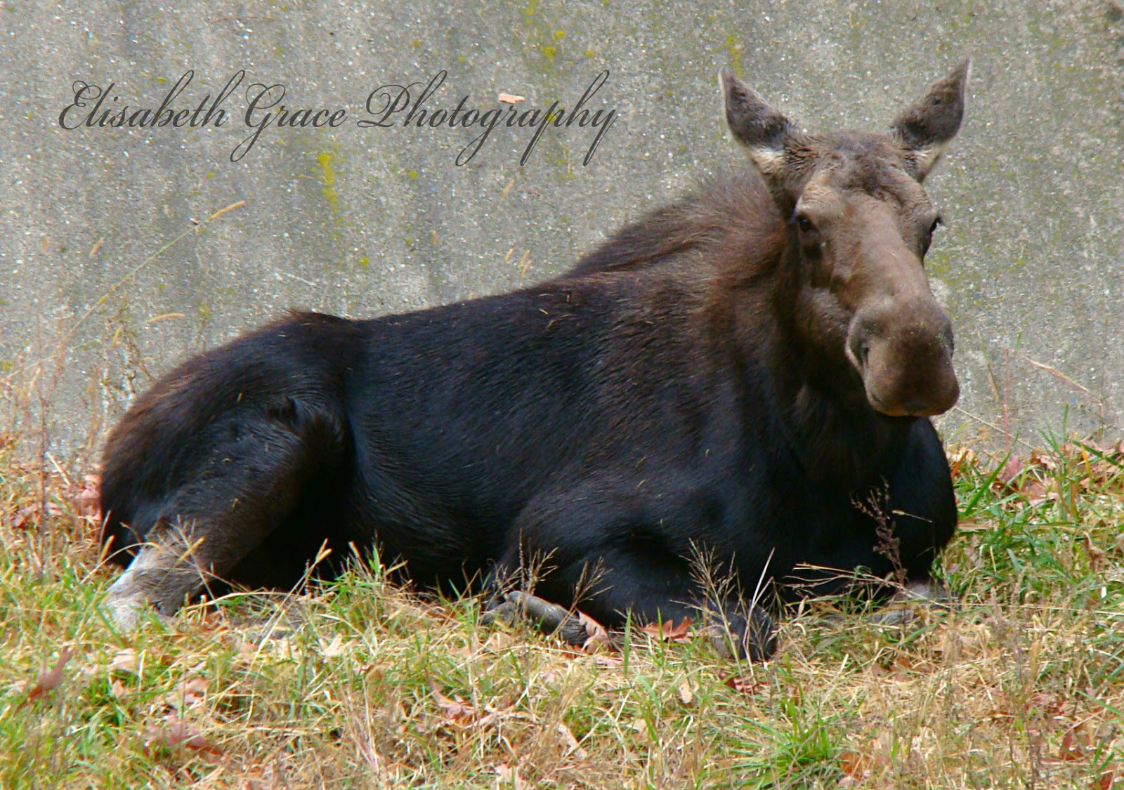 Elisabeth Grace Photography and Gallery Minneapolis Zoo Photoshoot