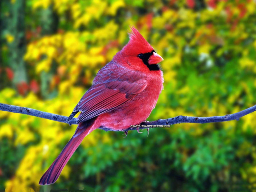 Chella’s Musings: Multi-color Birds