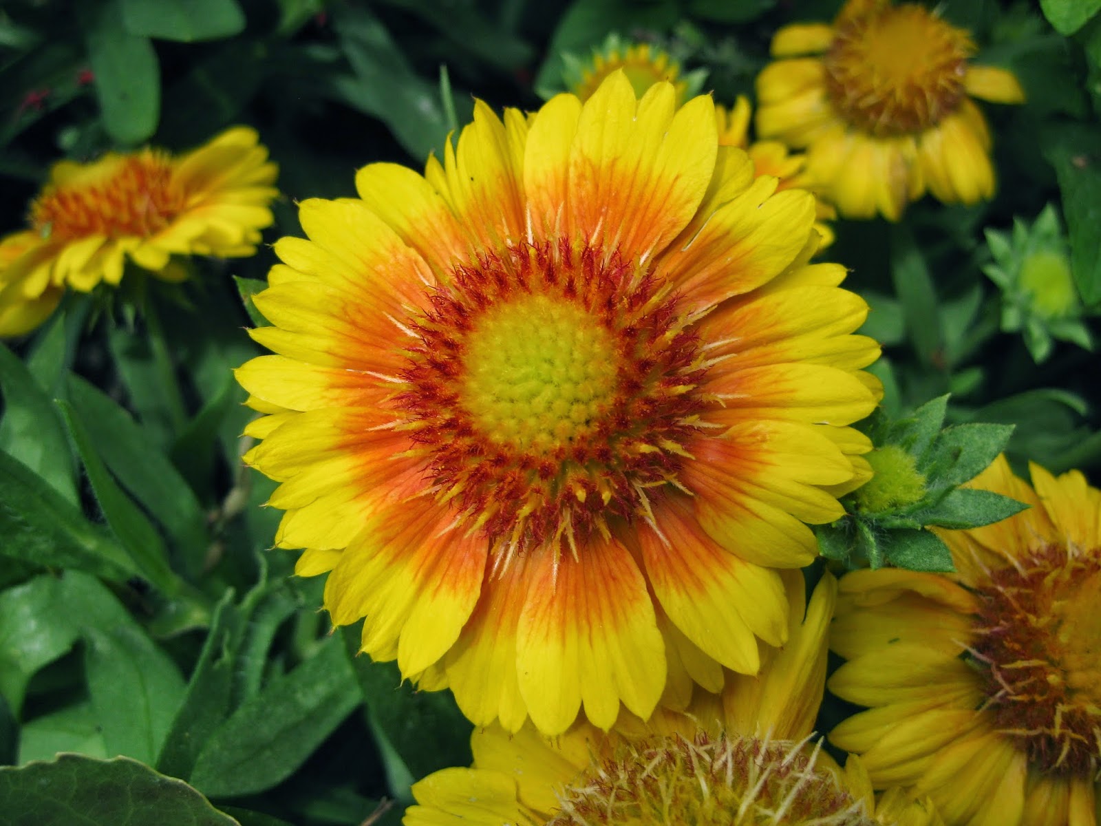 Rotary Botanical Gardens Hort Blog Blanket Flowers Galore!