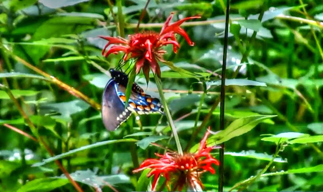 Pipevine Swallowtail Butterfly on Crimson Bee Balm Wildflower