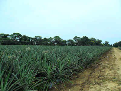 CULTIVO DE PIÑA