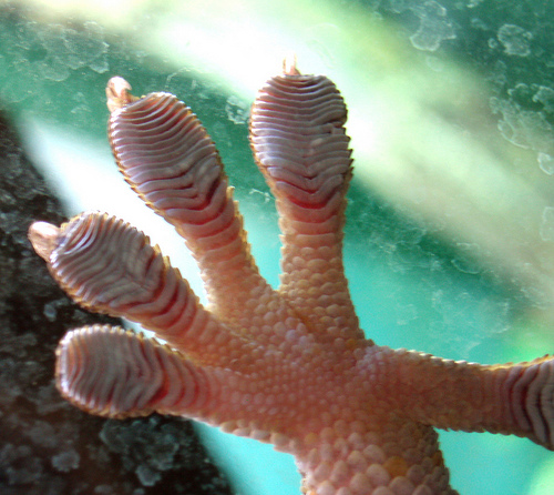 0007179898 the gecko s foot how scientists the rhacodactylus geckos of new caledonia april 2011 0007179898 the gecko s foot how scientists the rhacodactylus geckos of new caledonia april 2011