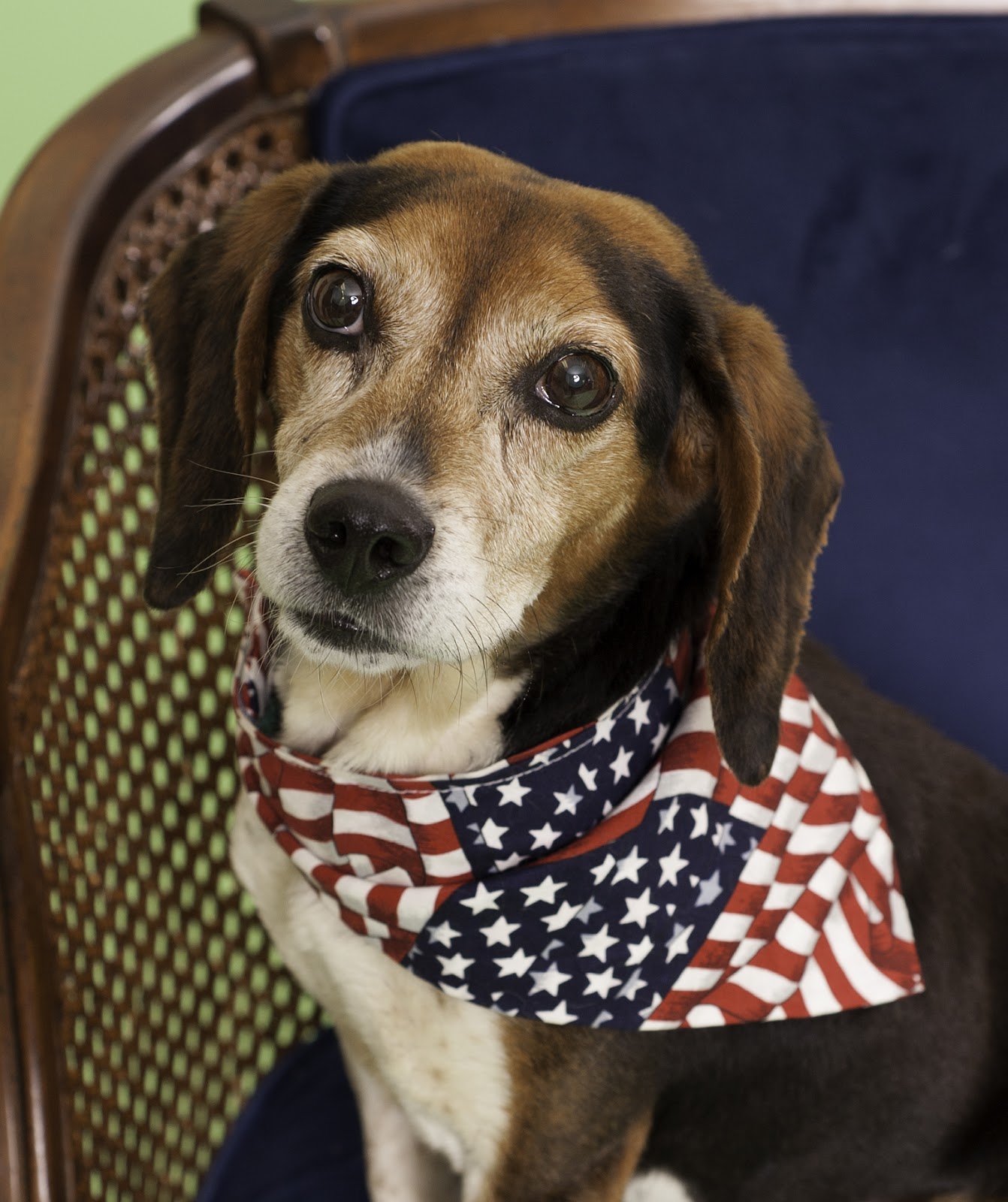 New Dates Animal Friends Low Cost Vaccine Clinics Continue Animal Friends Inc