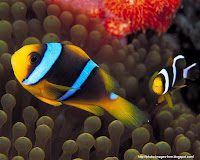 pictures photos fish & Beautiful Life Under the Sea wallpapers