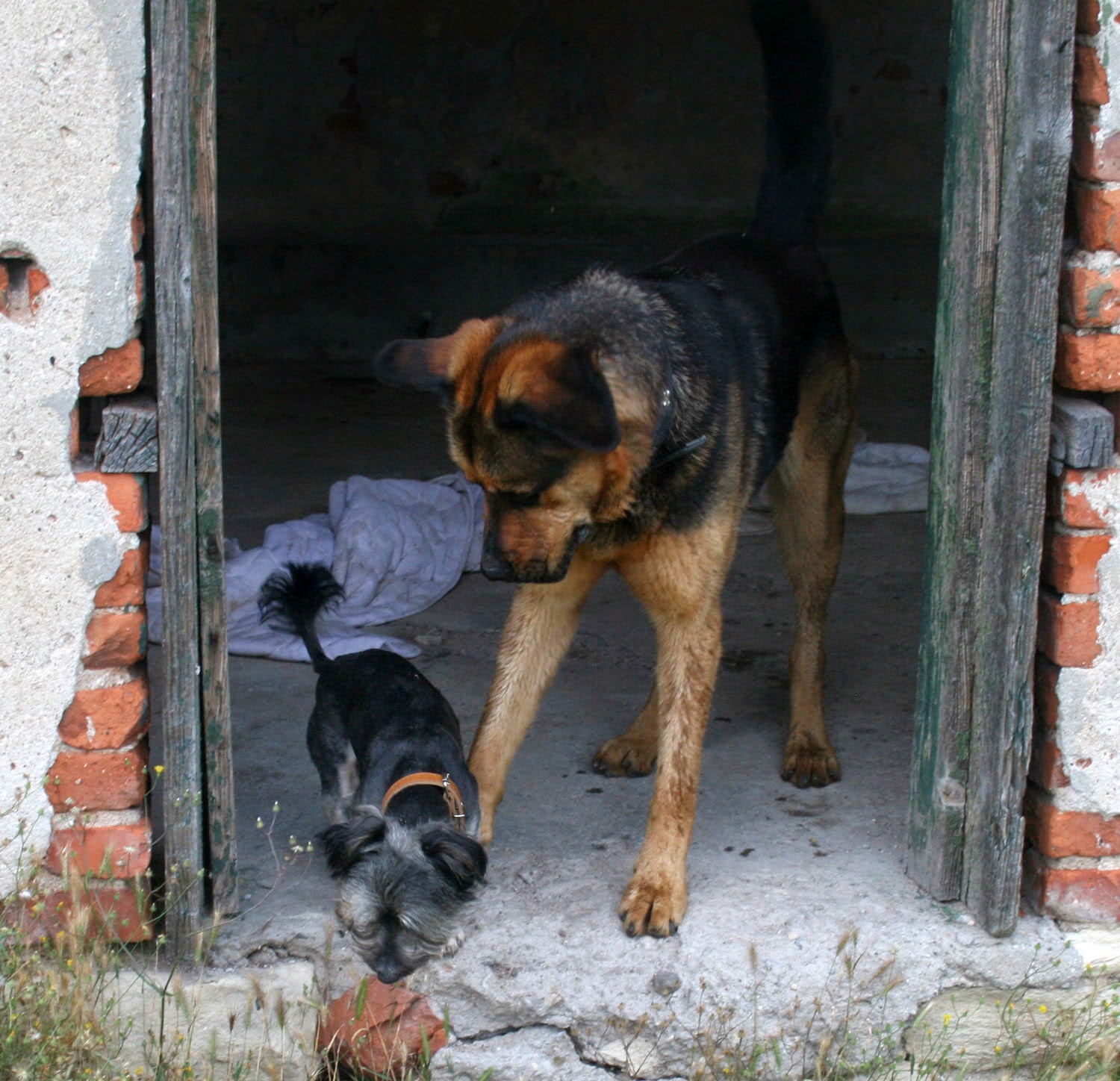 Rocky and Rambo together in their house Rocky and Rambo together in their house