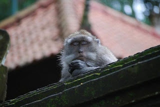 beruk monyet