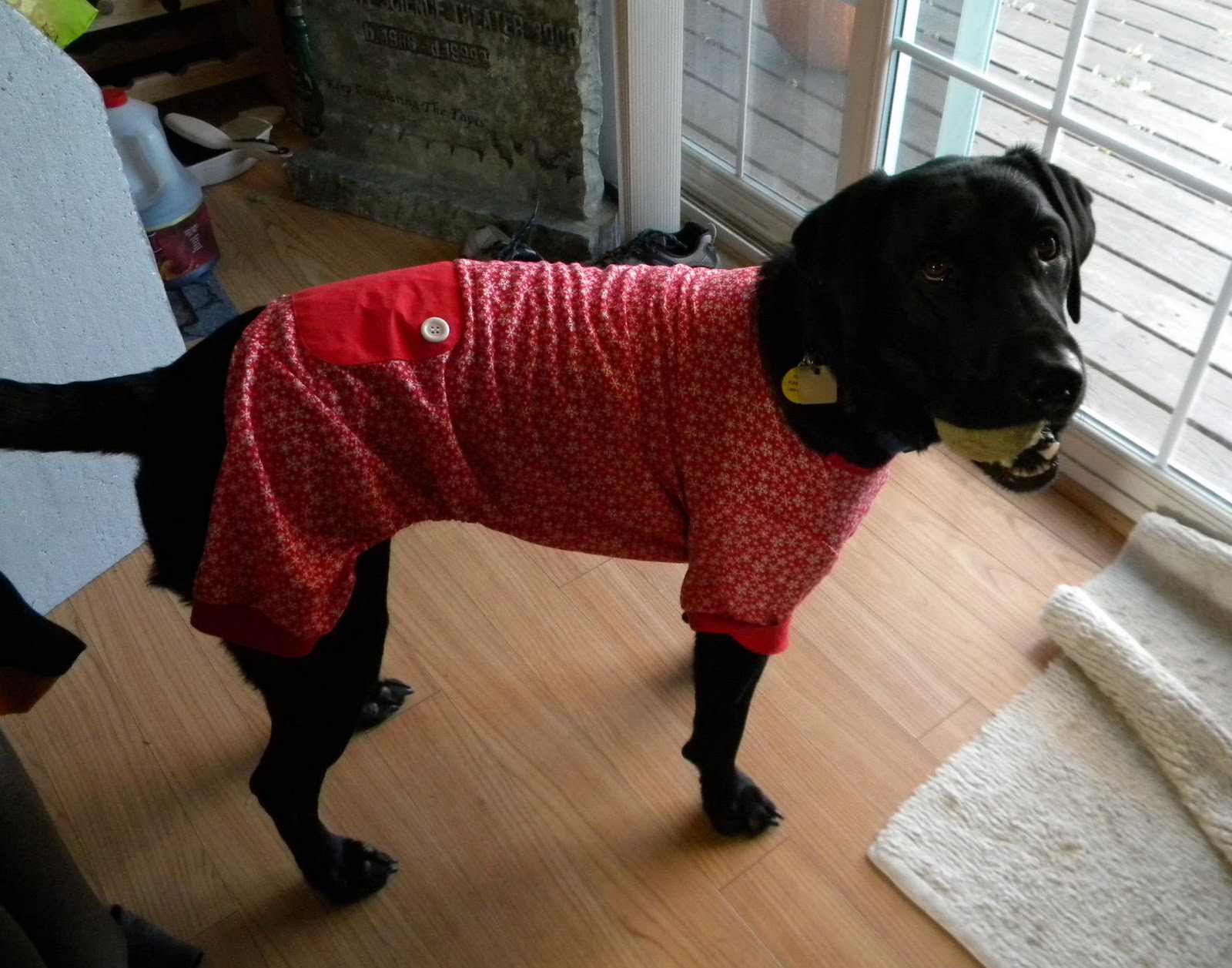 Introverted Wife Doggie Wardrobe