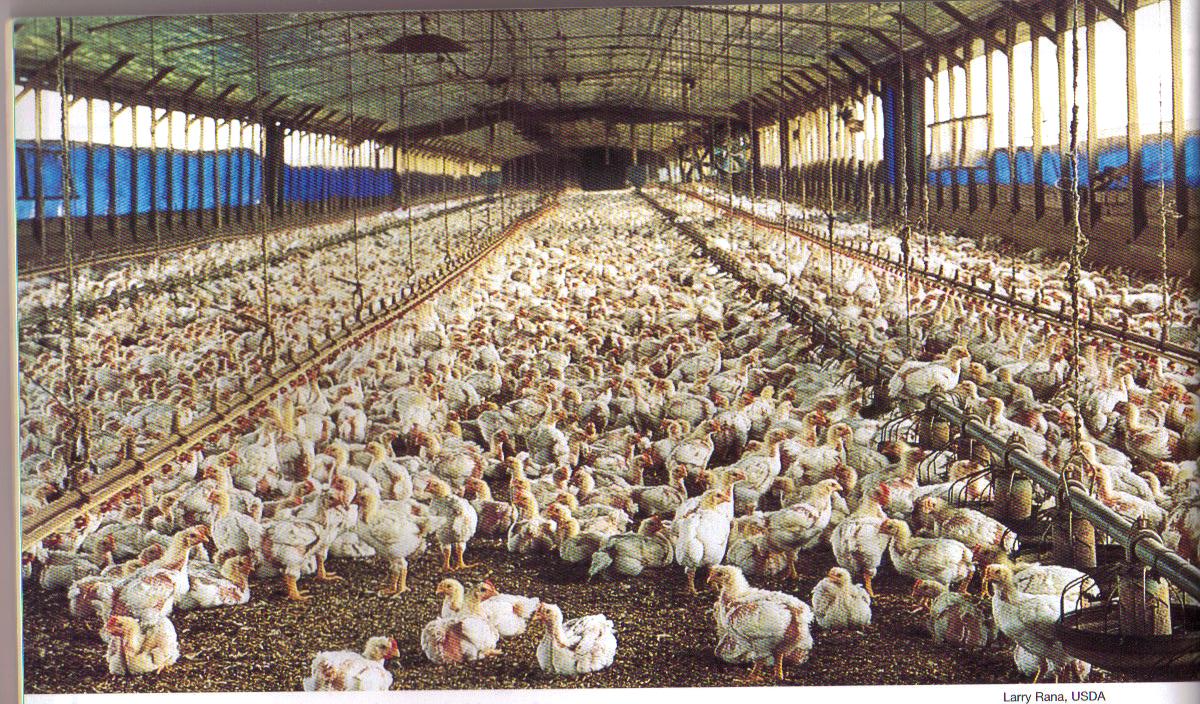 The Official Blog Factory farmed chickens laced