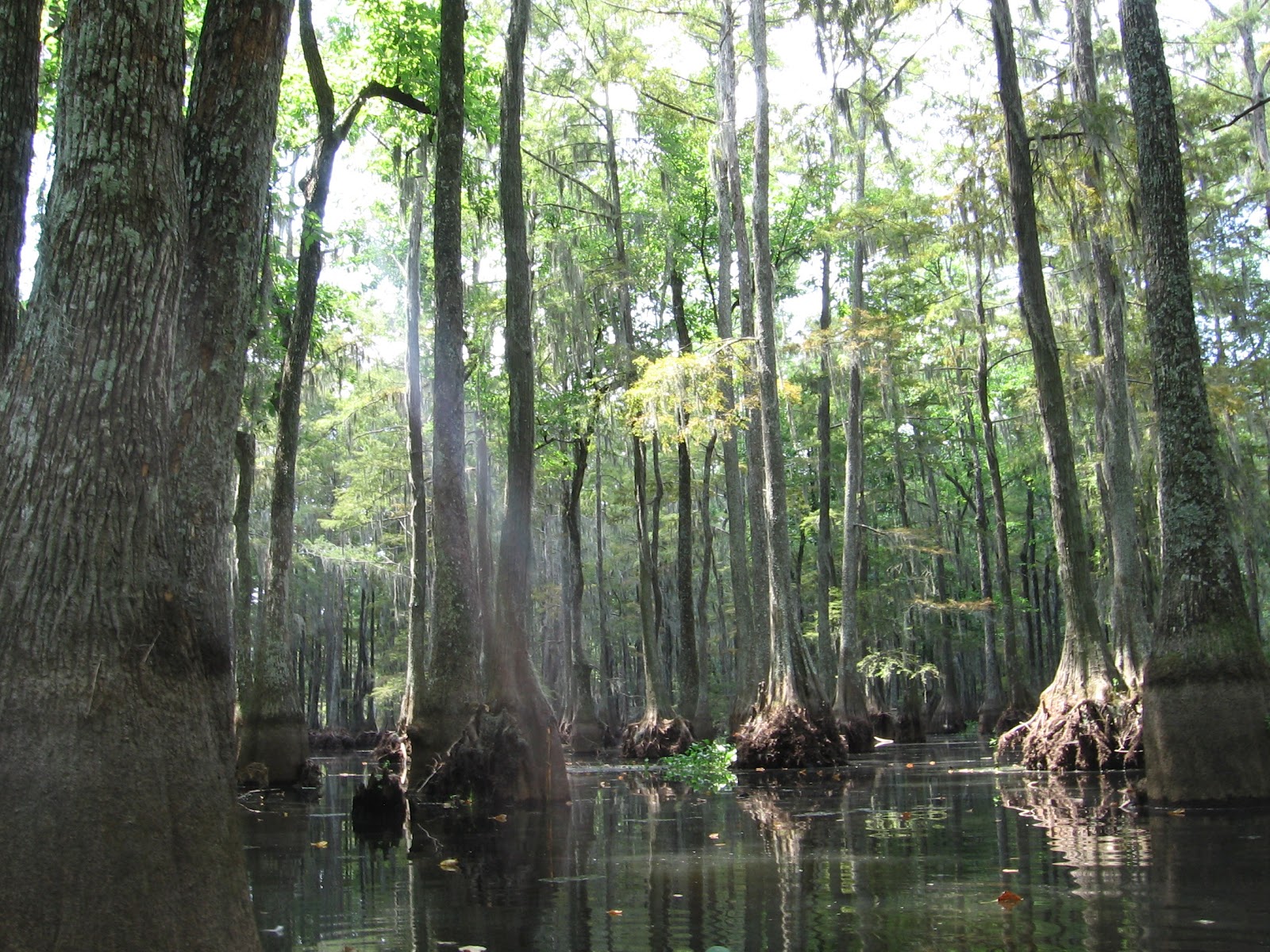 Through Sweetpea's Lens Spring Bayou "Grand Lac" and Lake Chicot