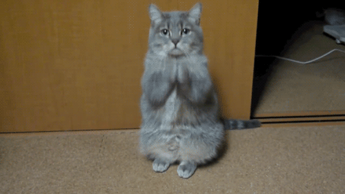 http://4.bp.blogspot.com/-tjGbAdfMUjM/Th3hjEEtspI/AAAAAAAABx4/uFwm5JVIi_g/s1600/Praying%2Bcat%2Bfunny%2Bgif%2Bpicture.gif