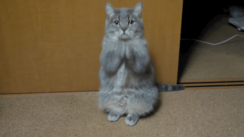 Praying+cat+funny+gif+picture.gif