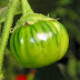 Garden Egg Nigeria