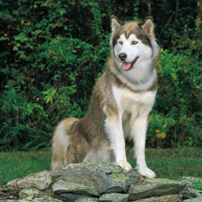 Siberian Husky dog breeds hd(hq) wallpaper free dog breeds and puppies pictures download