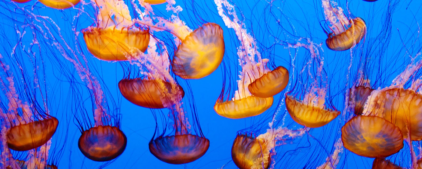 Jellyfish HD Desktop Wallpapers Stock Photos Image to Wallpaper