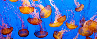 Jellyfish Dual Screen HD Wallpaper