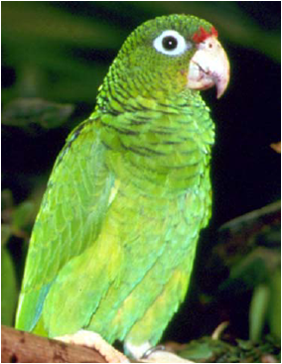 Animales Exoticos en Puerto Rico, "Amenaza"