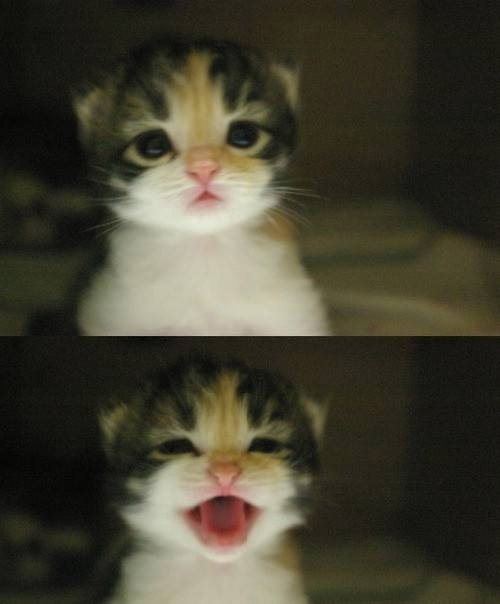 Cool pic - cat 可愛的小貓咪，笑得好開心喔 ^^