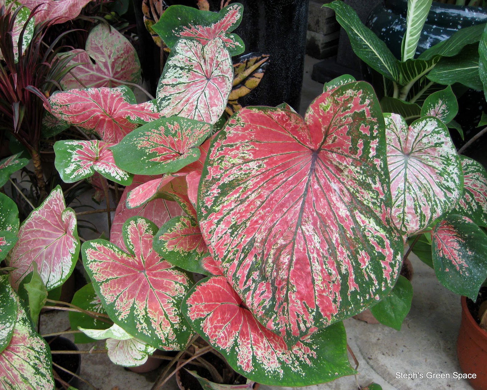 MY PLANT FINDER Plant Guide Caladium x hortulanum