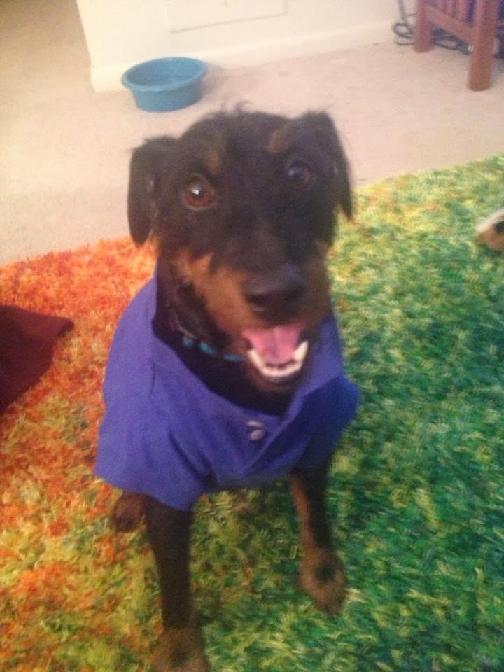 to my blog 2014 Dog License Info. for New Castle County, Delaware