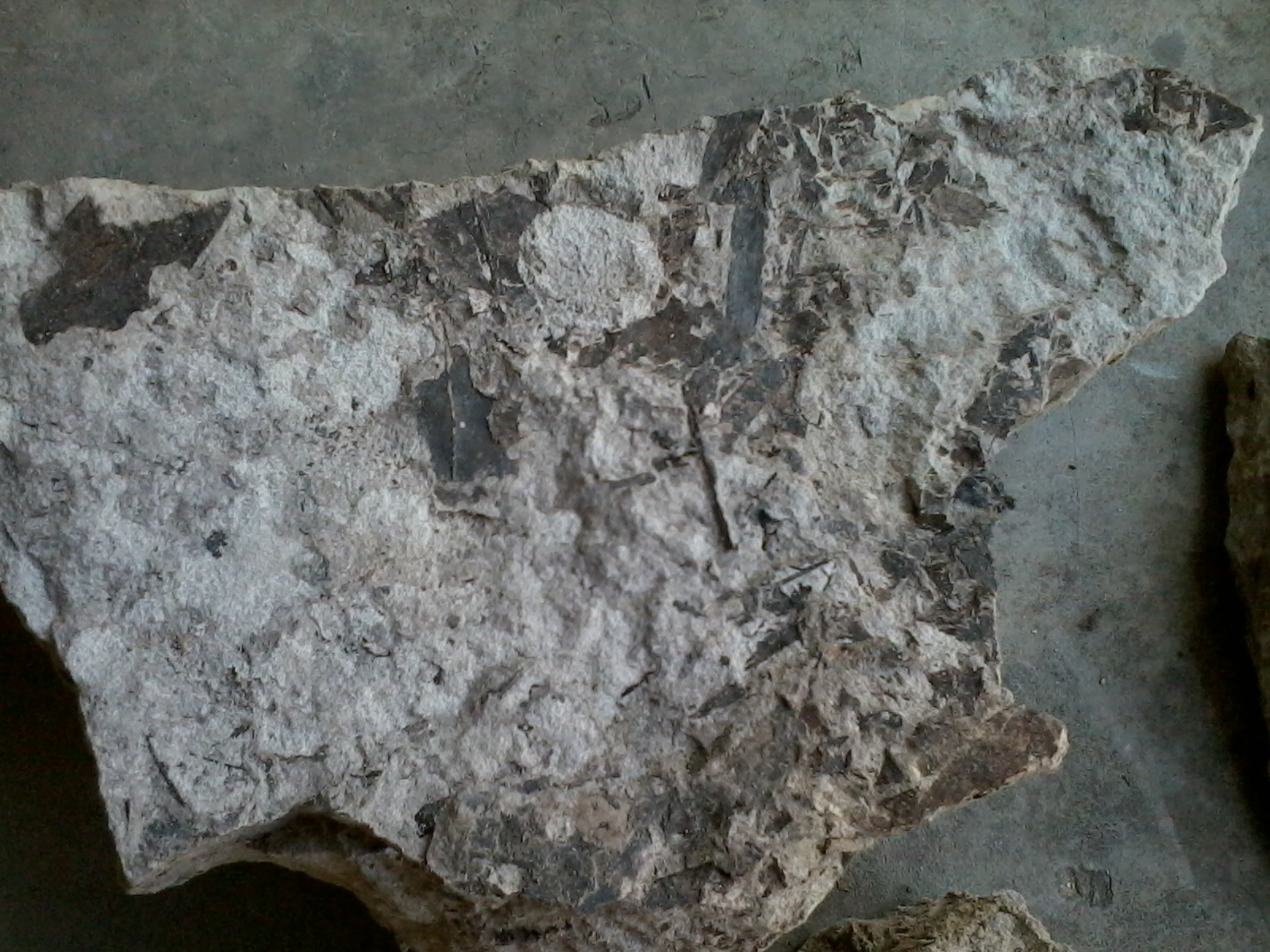 Twin Angels Getaway Fossils found in Malaysia 馬來西亞化石