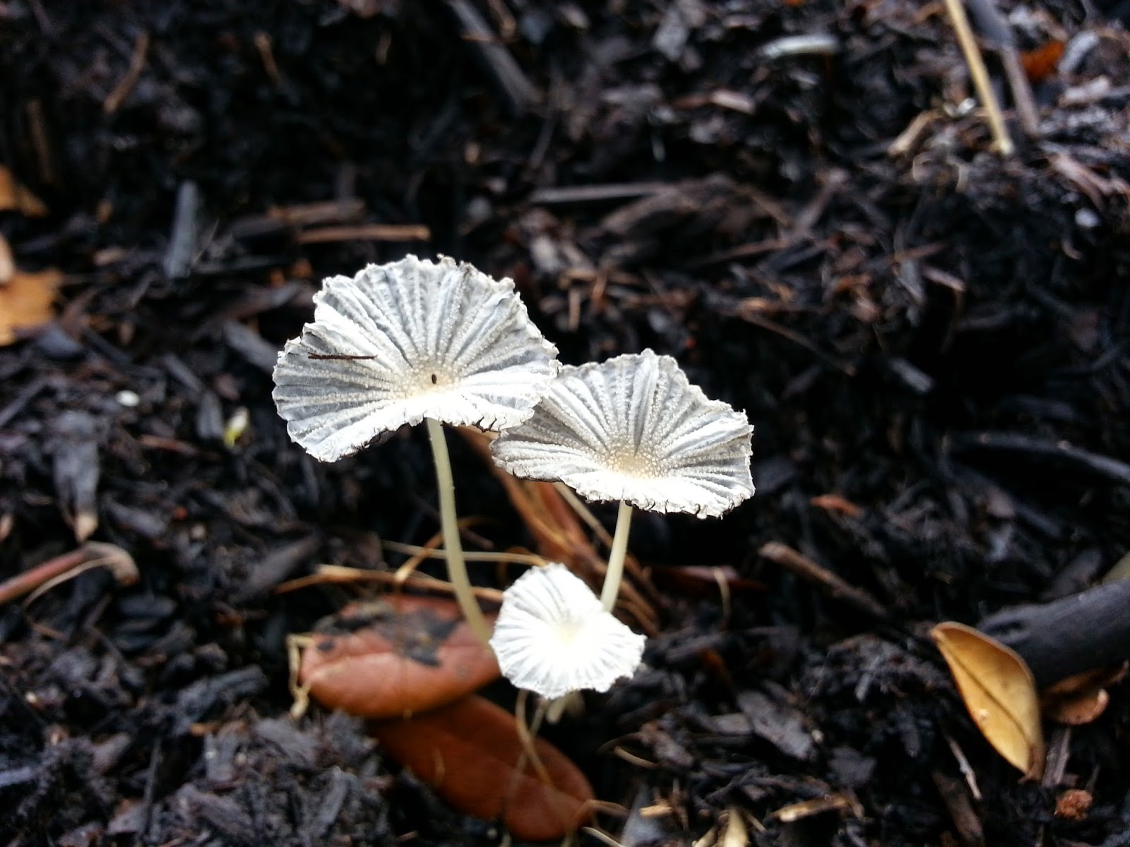 PetuniaLee™ Carpet of White Mushrooms