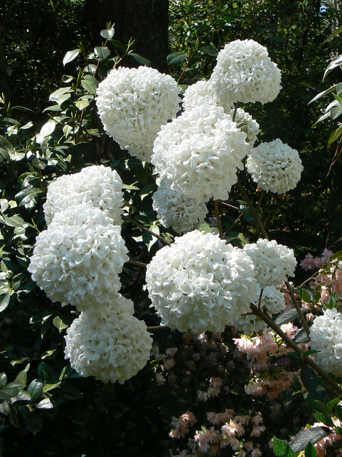 Roses Du Jardin Cheneland Hydrangea Quercifolia Harmony