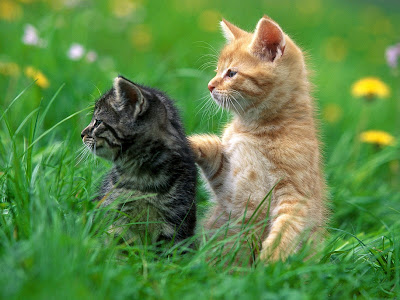 Gatitos peleando entre las flores del campo