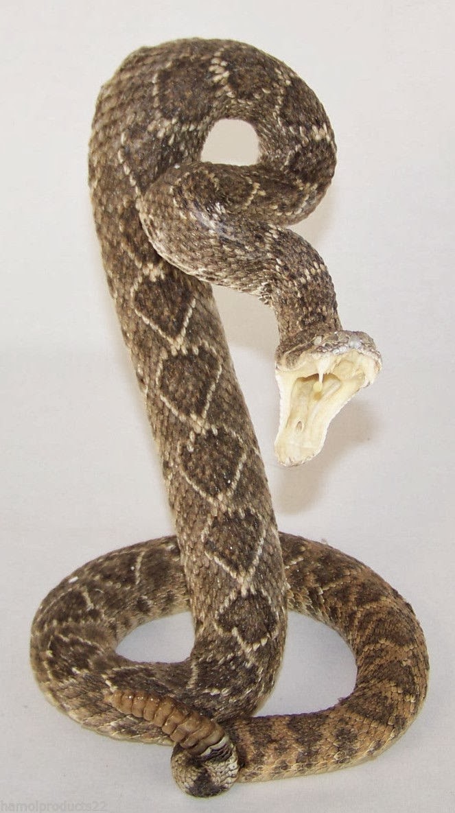 stuffed rattlesnake