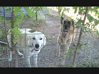 Funny DOG Pictures