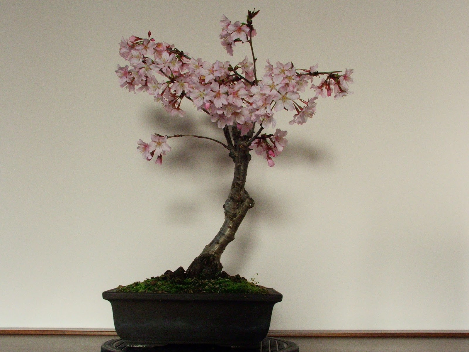 Evoluzione Bonsai bonsai di ciliegio da fiore prunus subhirtella cherry blossom