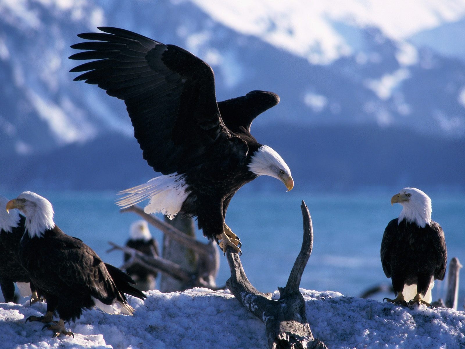 http://4.bp.blogspot.com/-tl9i1d3S7SM/TuI_GKXrJgI/AAAAAAAABng/Lv1Z7lAKJpQ/s1600/birds-16-1600x1200.jpg