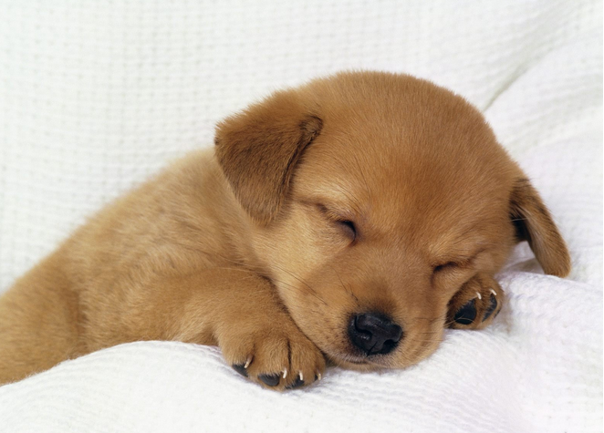 Puppy Training Tips for First Time Puppy Owner Puppy Training Tips for First Time Puppy Owner