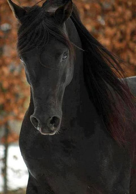 Những con ngựa đẹp phi dáng mạnh mẽ, hinh anh con ngua