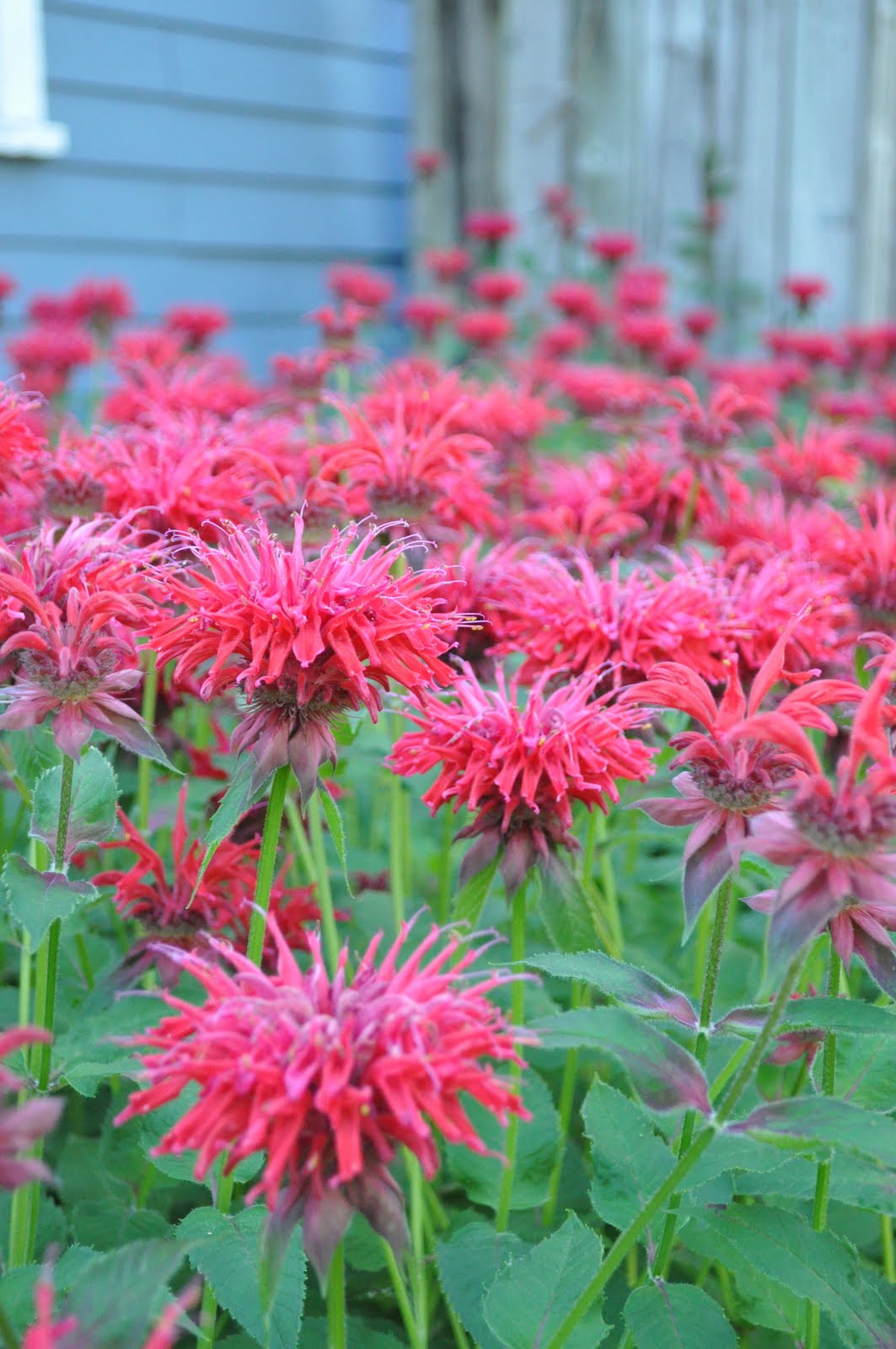 Firework flowers that bloom around the 4th of July