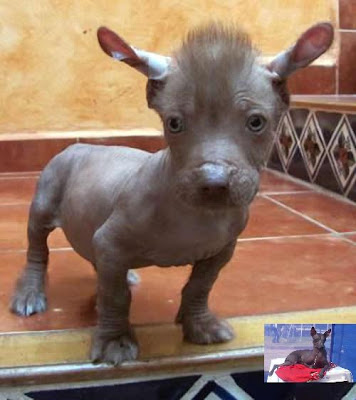 EL PERRO SIN PELOS