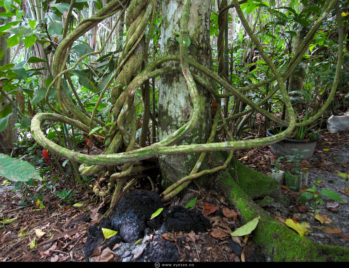 Tierra Vida Center Ayahuasca and its Benefits