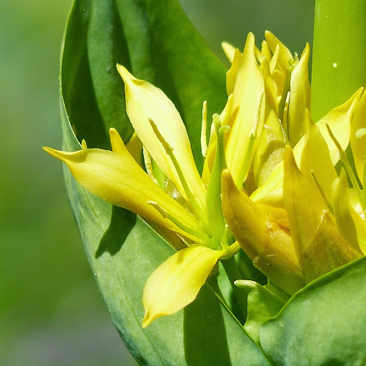 http://wild-flowers-of-europe.blogspot.nl/2014/09/gentiana-lutea.html