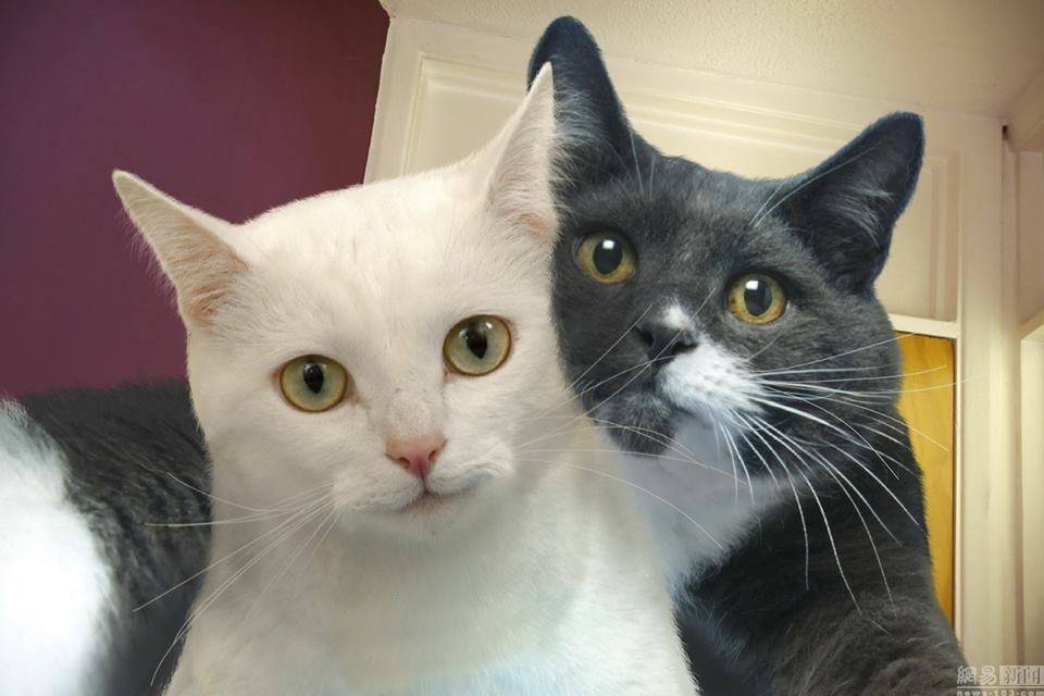 [Foto Lucu] Kucing Sedang Selfie dan Groupie ~ Pecinta Ilmu dan Hikmah