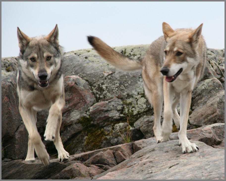 Comportementalisme et éducation canine