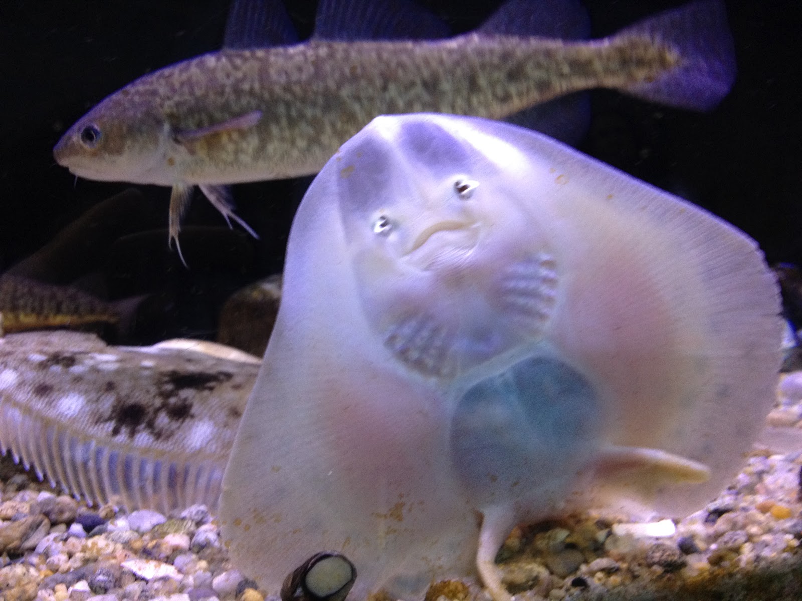 Ocean Observations Stingrays