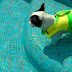 Κίνδυνοι για το σκύλο  από τη πισίνα ...