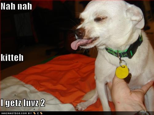 Download this Funny Dog Sayings Lol... picture