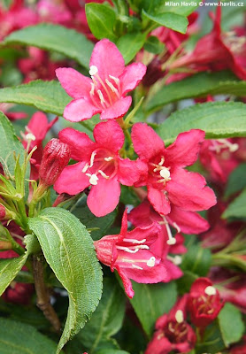 Future Plants By Randy Stewart Weigela