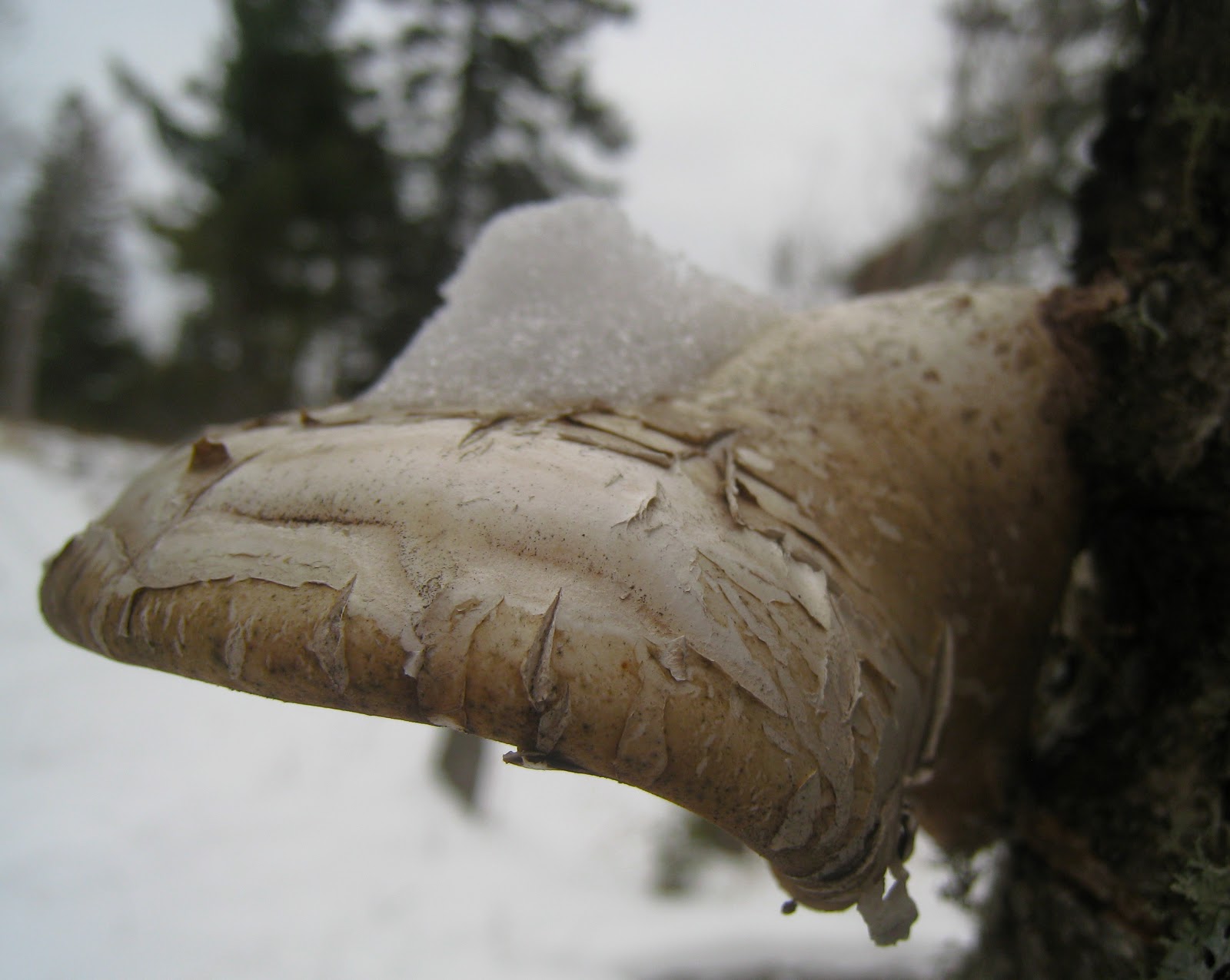 Distracted Naturalist Shelf Fungus on Birch