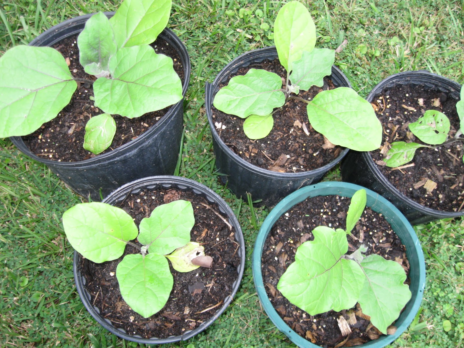 Growing Food in Florida Grow tomatoes, eggplant and peppers over the