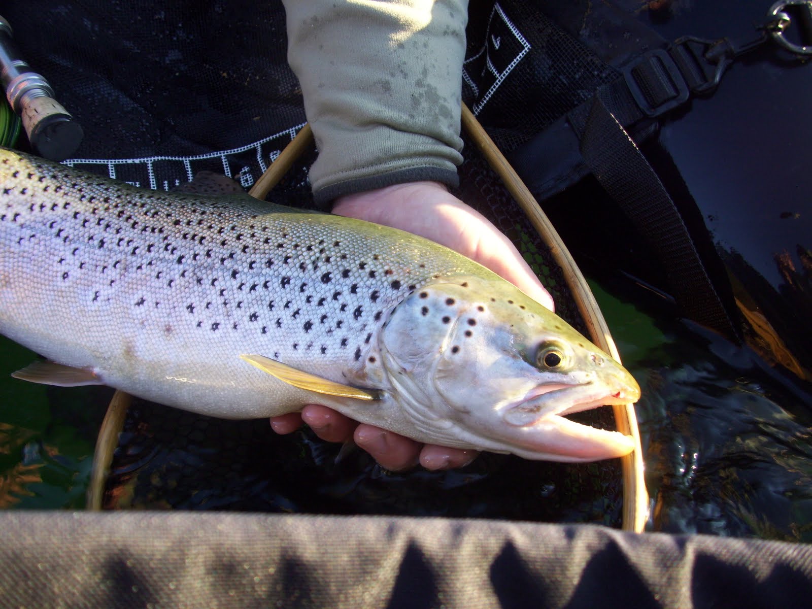 Northern Sierra Fly Fishing Butt Lake Hex Hatch