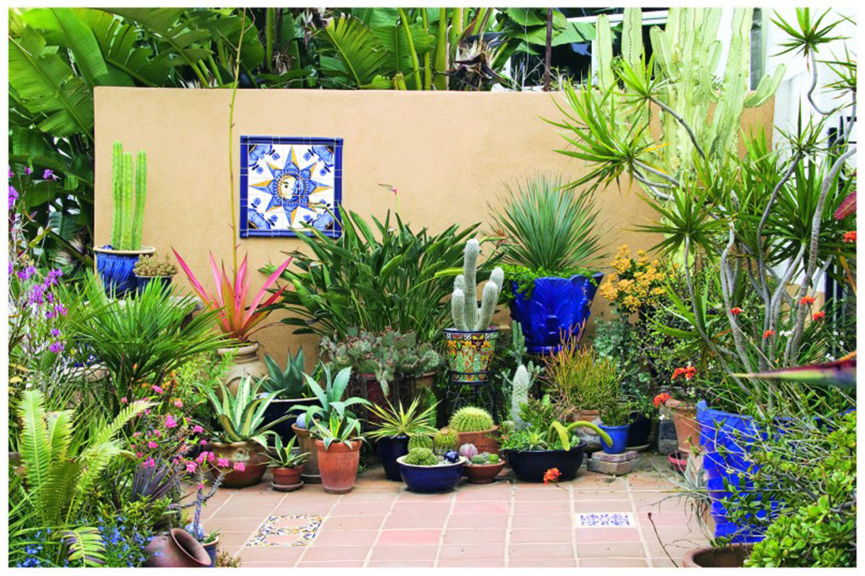 Apartment balcony plants: succulents plants sydney: november ...