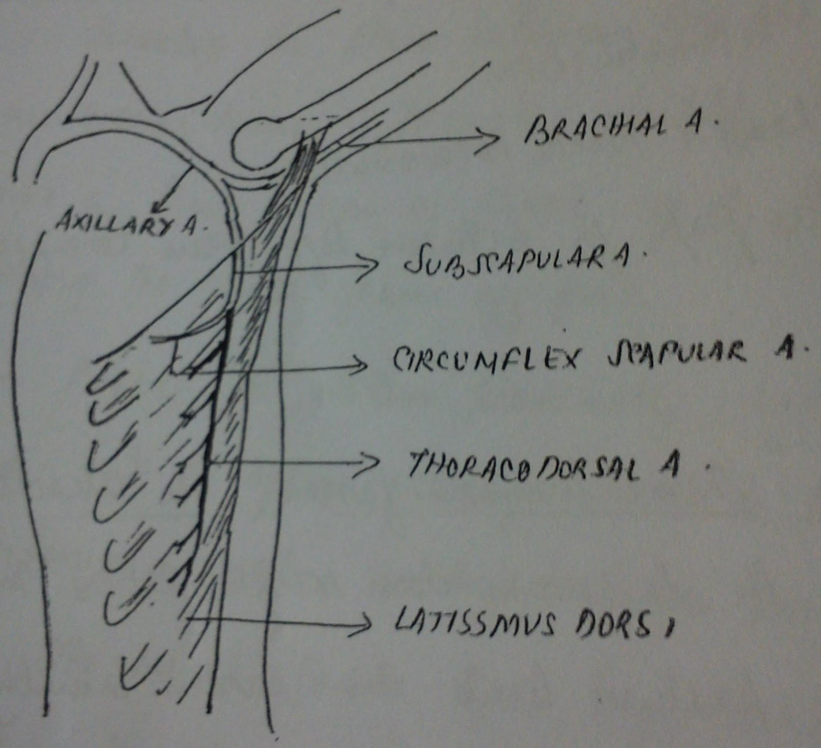 MUSCLE FLAPS bijopaul